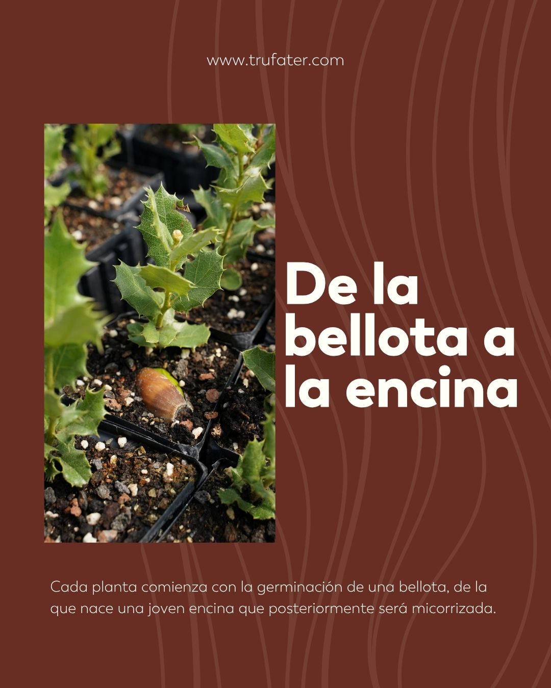 diseño de Instagram para trufater